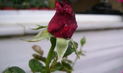 Gül Ağacı Dileği Nasıl Dilenir? Gül Ağacı Yoksa Ne Yapılır? Hıdırellez Ritüelleri