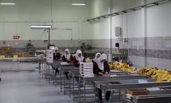 Zirai don, kayısı ihracatını nasıl etkiledi? Başkan Özcan açıkladı!