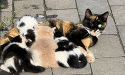 Malatya’da Yavruları Çalınan Kedi 3 Gündür Ağlıyor