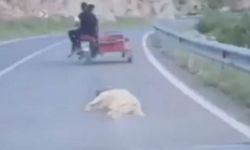 Ölen Köpeğe Eziyetin Bedeli Belli Oldu!