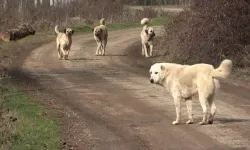 Sivas’ta 700 sokak köpeği toplandı