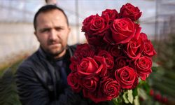 Malatya’da kırmızı gül altınla yarışıyor!