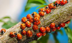 Neden Uğur Böceğinin Şans Getirdiğine İnanılır?