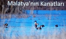 Malatyalı hekimin kuş sevgisi Malatya’nın Kanatları oldu