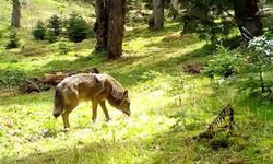 Anadolu’nun en etkiyici yabanı, fotokapana yakalandı!