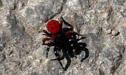 Adı ‘uğur’ olsa da o bir zehirli!