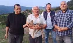Yavru ceylanın misafirliği devam ediyor!