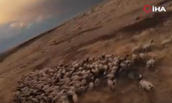 Diyarbakır’da ilginç anlar! Dron gören koyunlar panikledi!