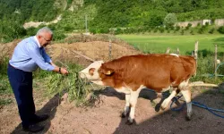 Besicilerin yüzü güldü