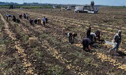 Adana'da hasadı süren patateste fiyat 7 liraya kadar geriledi