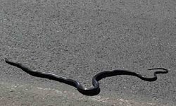 Adıyaman'da karayılan yoğun trafiğin arasında telef oldu