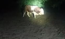 Elazığ’da Ahırdan Kaçan Boğa Köyü Birbirine Kattı