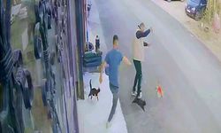 Köpeğiyle Yürüyen Vatandaşın Çılgın Kedilerle Mücadelesi Kamerada