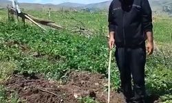“Olmuş çileği yiyeydiniz!” – Elazığlı Çiftçiden Domuzlara Sitem