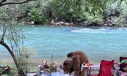 Tunceli'de anne ayı ve yavruları piknik sofrasına konuk oldu