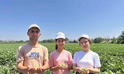 Türkiye’nin bamya üretim merkezinde hasat başladı