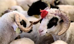 Et ve Süt Kurumu bu yıl kurbanlık alım fiyatlarını açıkladı! İşte toklu, kuzu, dana, düve fiyat listesi!