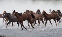 Sultansuyu şampiyon adaylarını 24 Temmuz’da satacak