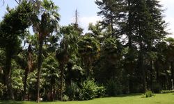 Türkiye'nin ilk arboretumu 66 tür ağaca ev sahipliği yapıyor