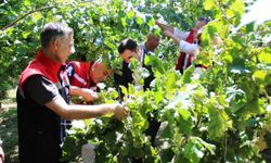 Sebzede lider, meyvede güçlü, tarımda marka şehir: Samsun