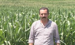 Çiftçiye sıcak hava uyarısı: Hastalık ve zararlılar arttı