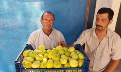Mersin’de Mut beyaz inciri altın yılını yaşıyor