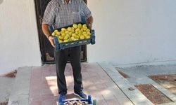 Mut’ta beyaz incir hasadı başladı