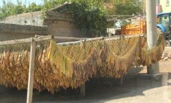 Siirt’te tütün hasadı başladı