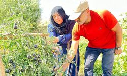 Malatya Fideleriyle Hayat Bulan Siyah Domates Yüksekova’da Yetişiyor