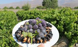 Malatya, Elazığ’dan sonra sıra Erzincan’da! Şimdi Cimin hasat zamanı!