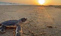 Belek ve Kızılot Sahillerinde Binlerce Caretta Caretta Yavrusunun Zorlu Yolculuğu