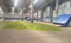 Şerbetçiotu hasadı ülke ekonomisine can katacak