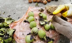 TİGEM’den 400 bin kg ceviz hasadı ihalesi