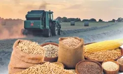 TÜRİB’de Hububat Endeksleri: Buğday Yükseldi, Arpa Değer Kaybetti