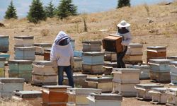 Arıcıların "tatlı" hasat telaşı başladı