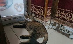 Elazığ’da çay ocağını 4 yıldır mesken tutan ’Bıdık’,  mahallenin maskotu oldu