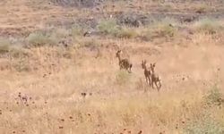 Koruma Altındaki Dağ Keçileri Vatandaşların Yanına Kadar Geldi