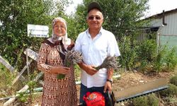 Lavanta bahçesinde hasat başladı