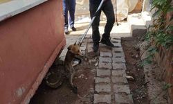 Siirt’te tilki evin bahçesine girdi