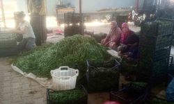 Su sorunu çiftçileri alternatif ürüne yöneltti