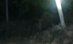 Tilkiler üzüm bağlarına dadandı