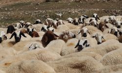 Malatya’da 100 bin liraya çoban bulunamıyor