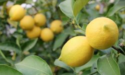 Limonda fiyatı düşürecek hasat başladı