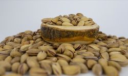 Antep fıstığının kilosu 500 TL oldu