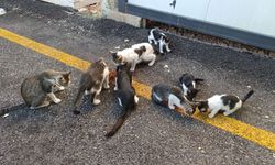 Malatya’da kediler neden ölüyor?
