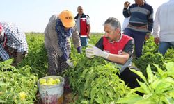 Adıyaman’da hasat heyecanı başladı!