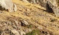 Harput’un bu seferki ziyaretçileri sandığınız gibi değil!