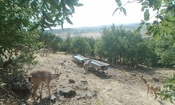 Su içerken foto kapana poz verdiler