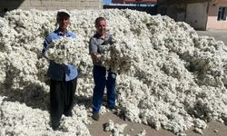 Gaziantep’te beyaz altın hasadı başladı!