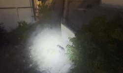 Şehirli ayı Gümüşhane'de gece vurgununa çıktı